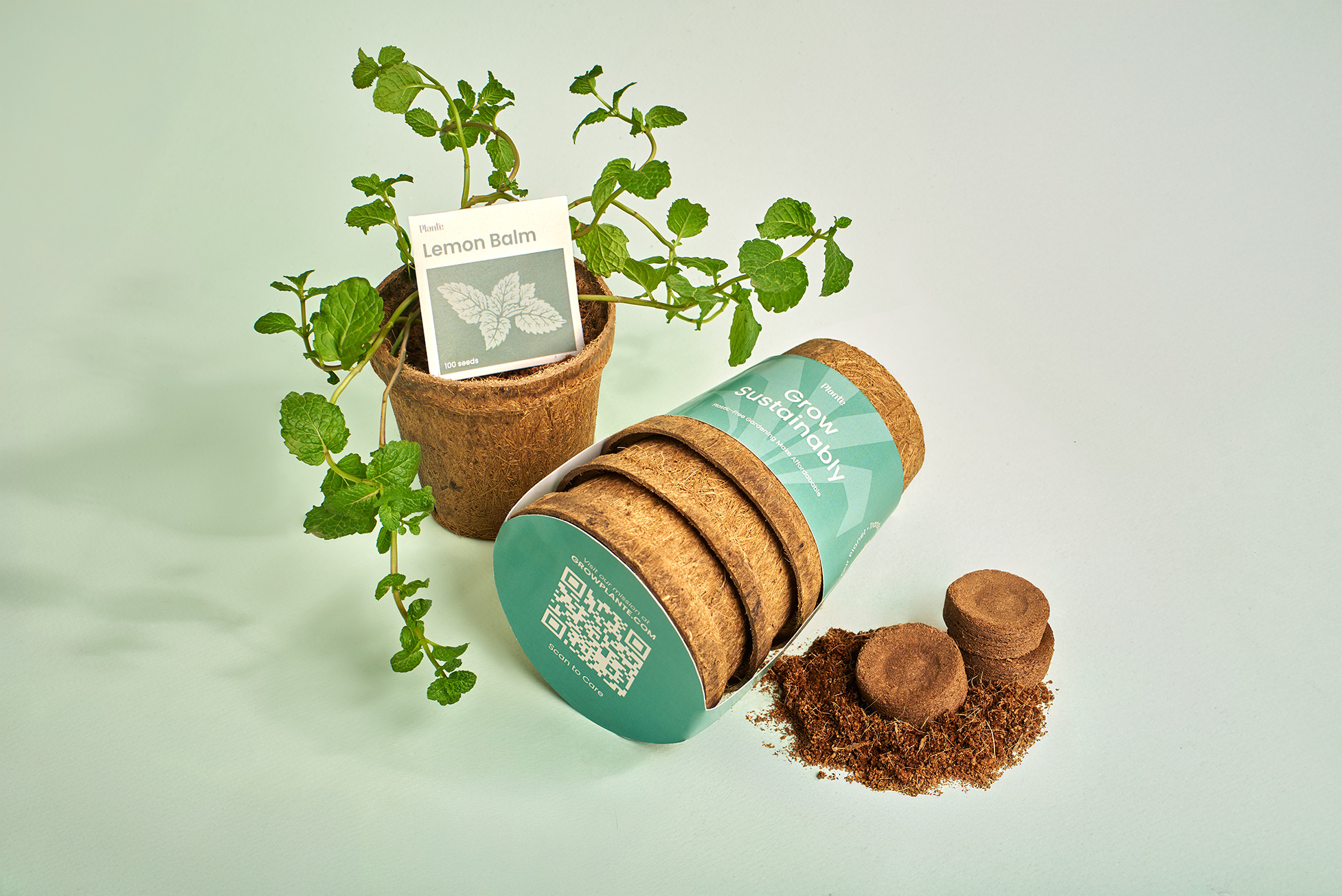 Lemon Balm