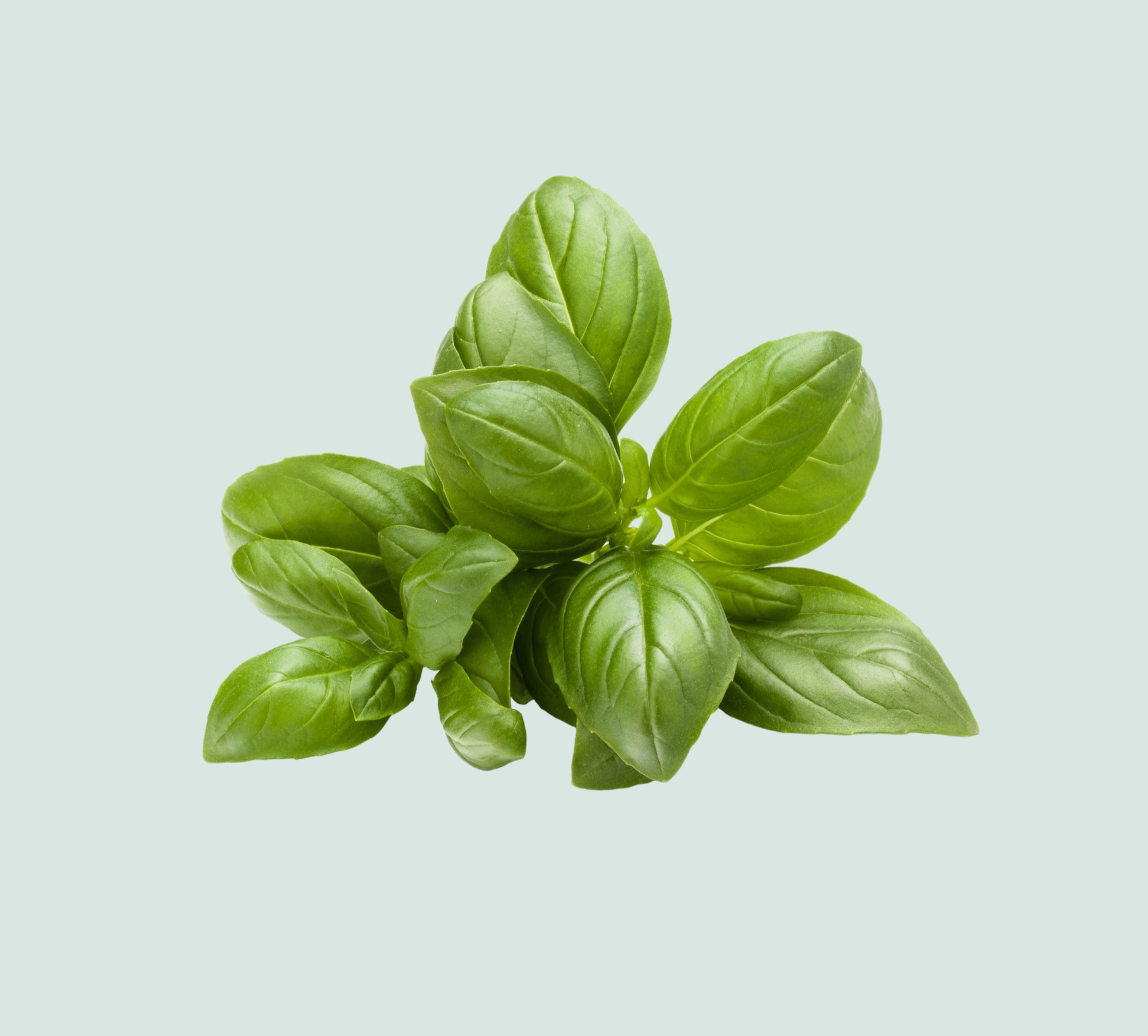 Sweet Basil