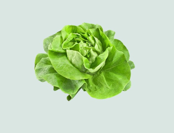 Lettuce