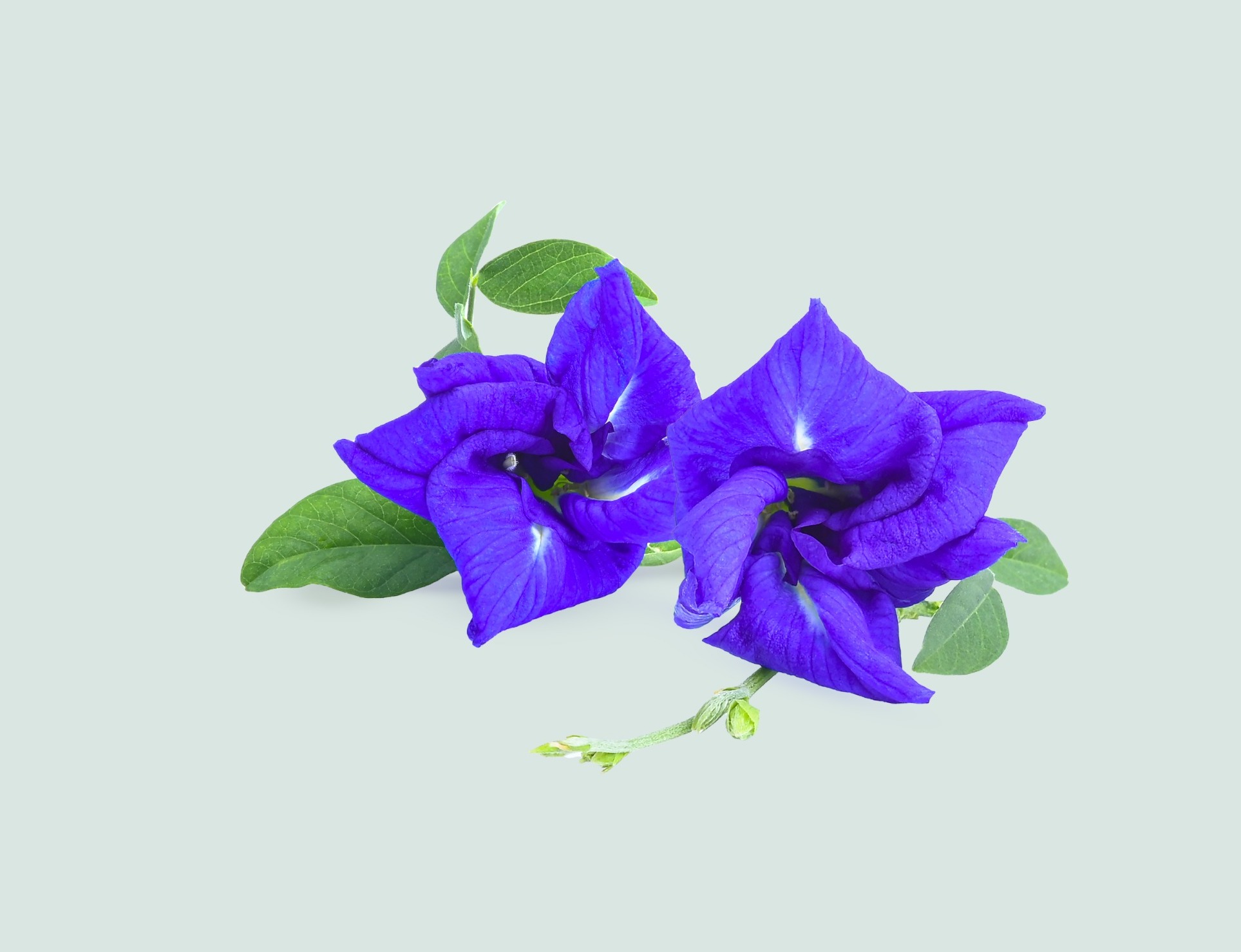 Butterfly Pea