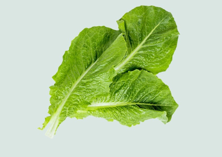 Romain Lettuce