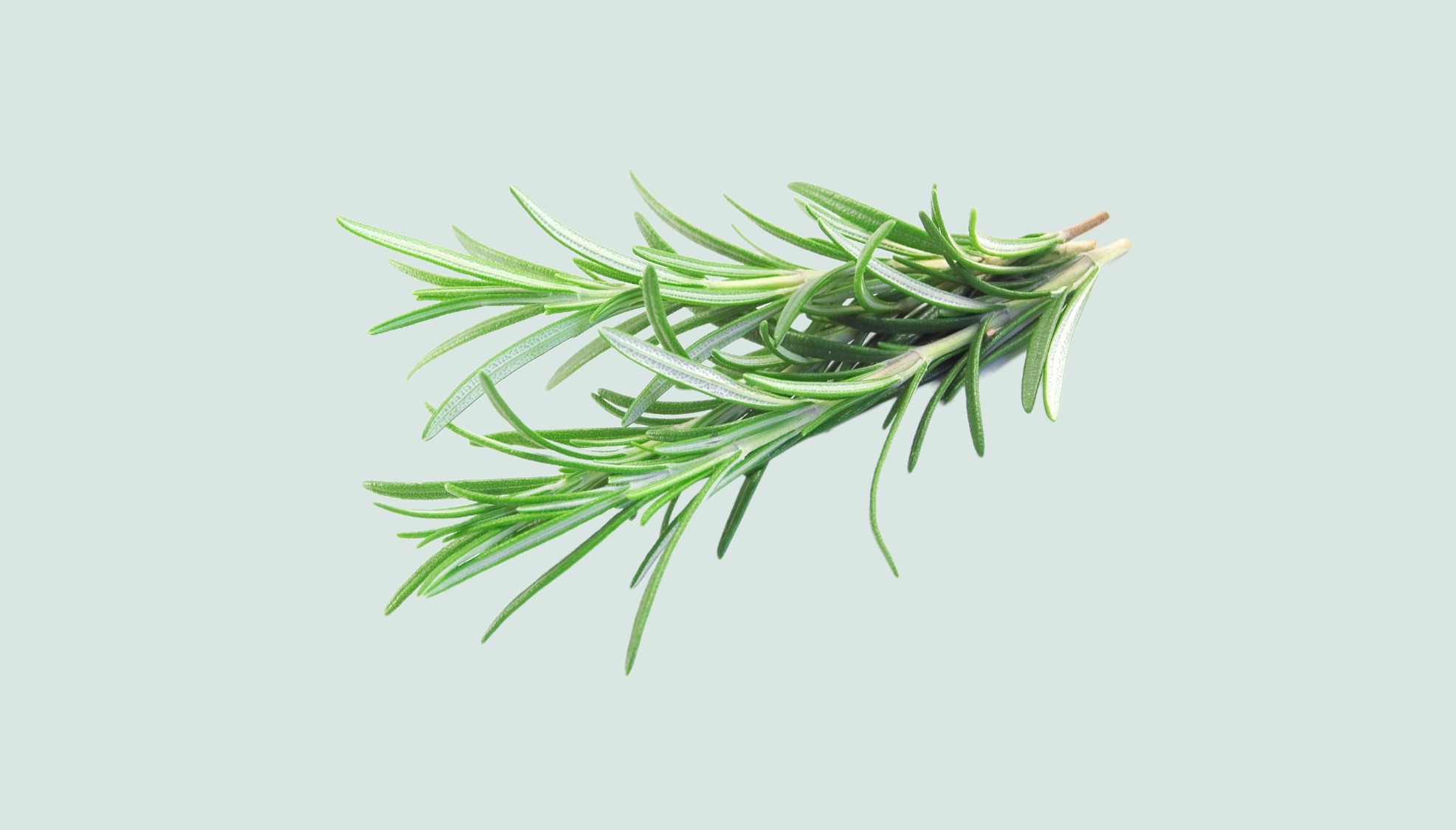 Rosemary